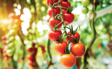 How To Prevent 5 Tomato Diseases Image